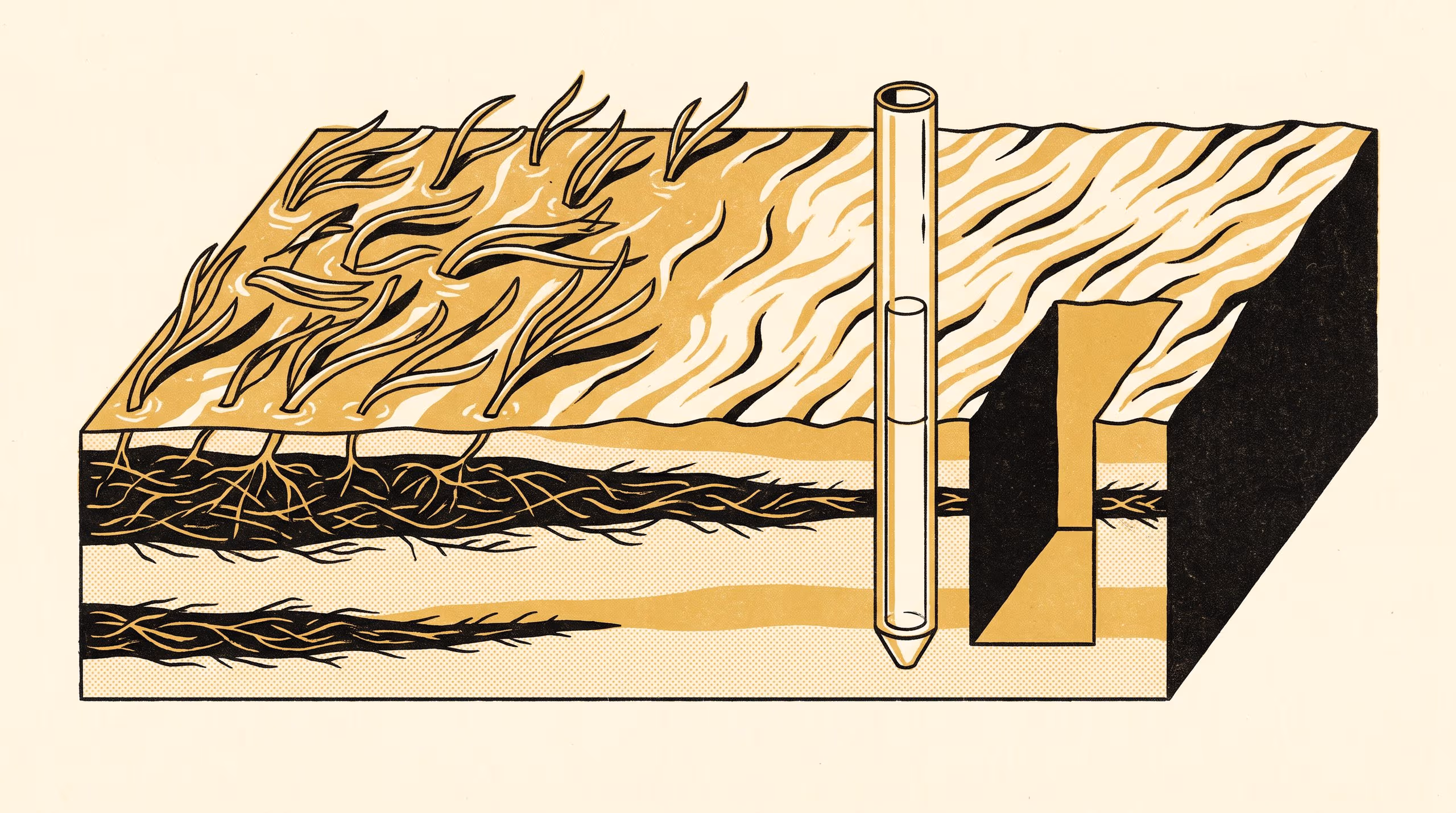 Illustration for The Meadow Has Been Further Out: Buried Rhizome Mats and Drive-by-Drive Shortening Correction in Push Cores from an Estuarine Seagrass Flat