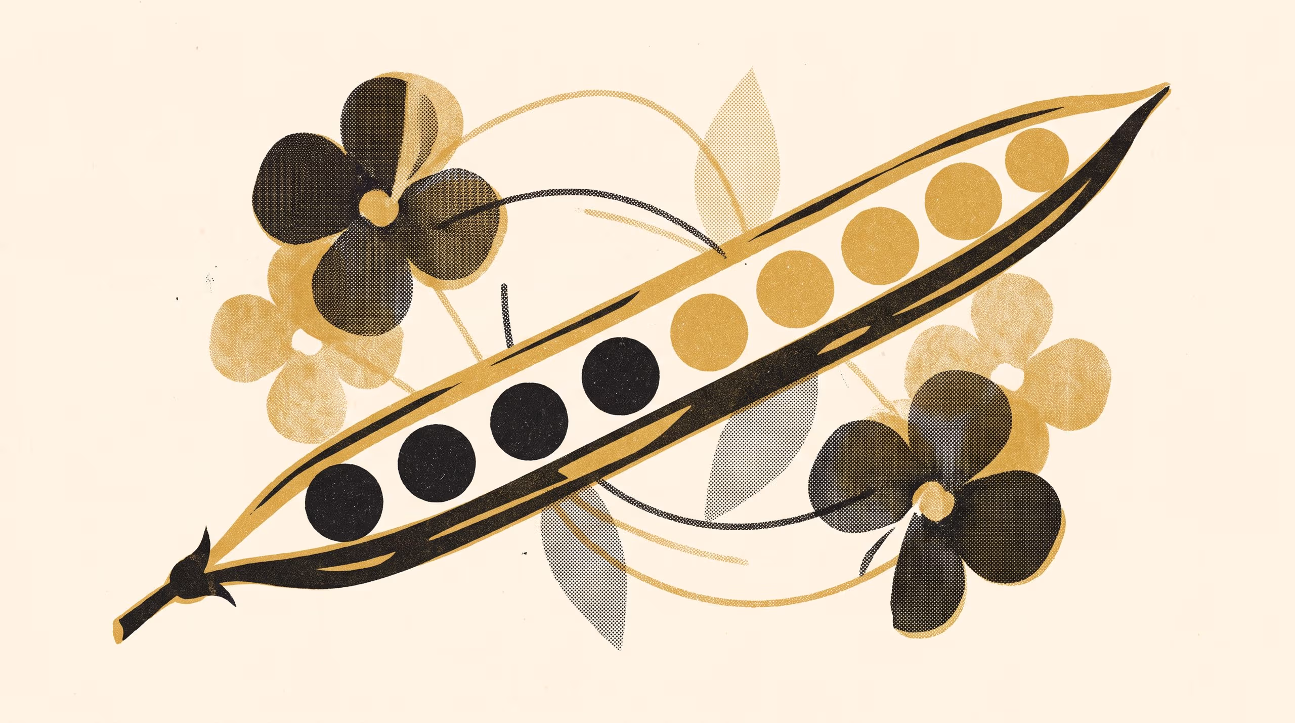 Illustration for The Far End of the Pod: Head start, ovule position and second-donor siring under sequential hand pollination