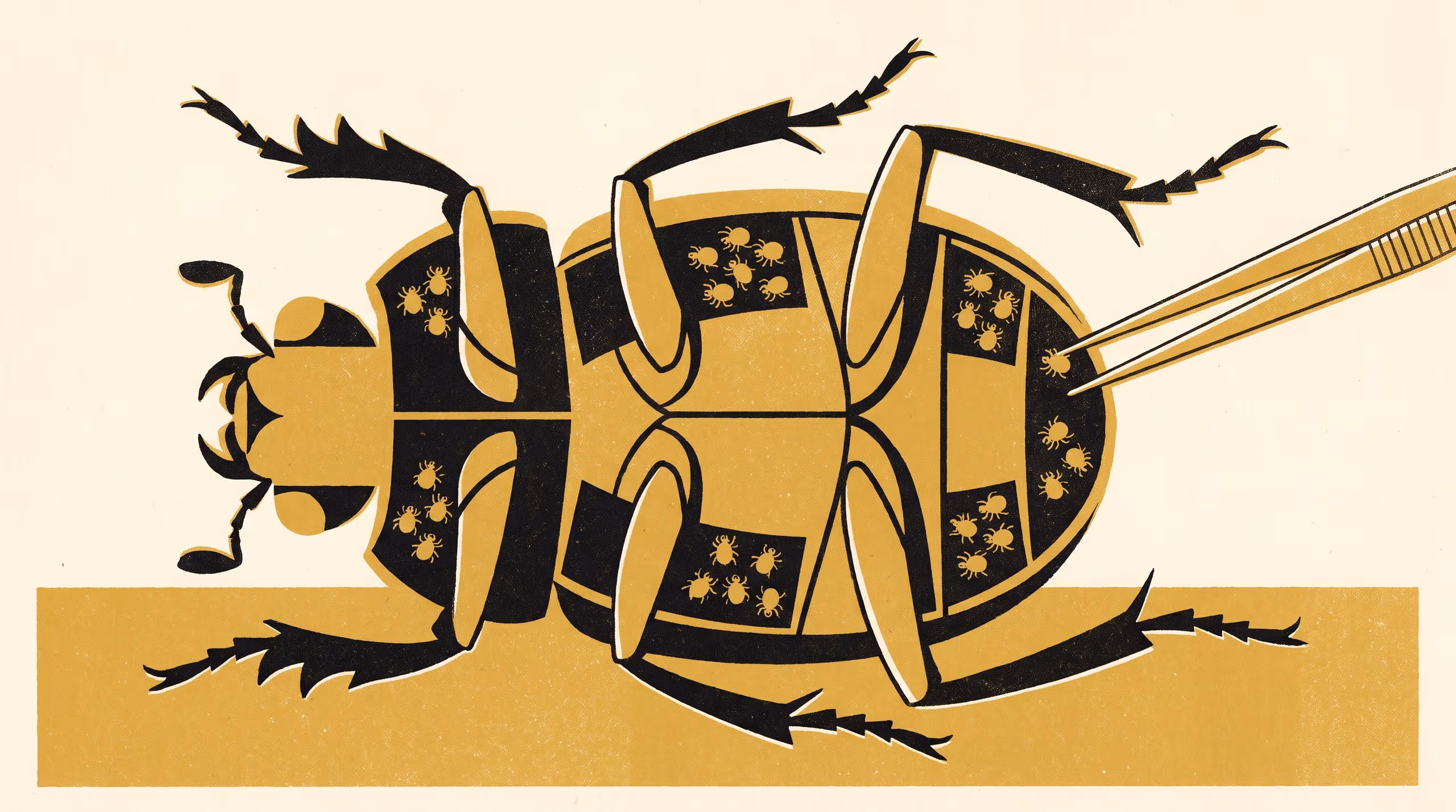 Illustration for Where the Passengers Sit: Attachment-site partitioning among phoretic mites on dung beetles in a single grazed paddock